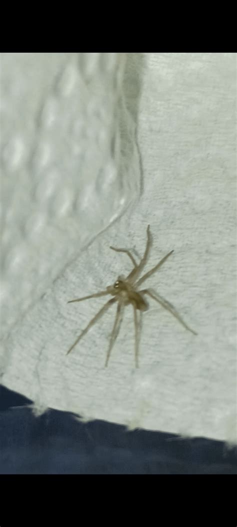 Hi I had a post that got big here, I found 2 brown recluses confirmed ...