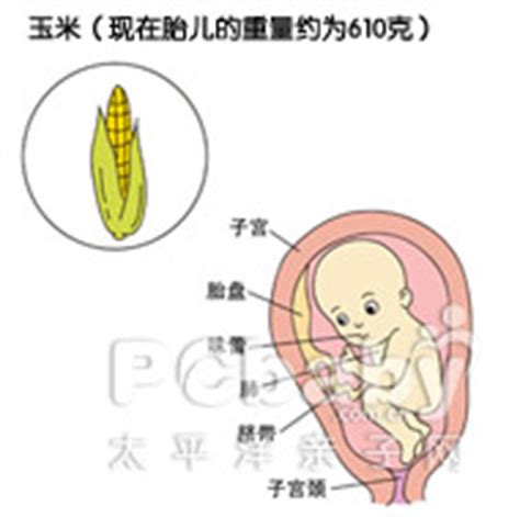孕妇怀孕24周，吃西瓜却发现“胎停”，孕妈别图一时“嘴痛快” - 知乎