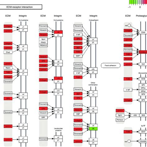 Image result for Cell Signaling Process
