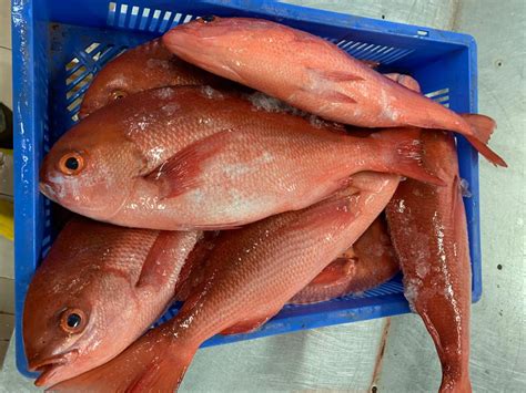 Image result for Sea Snapper