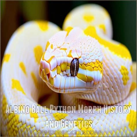 Image result for Albino Snake Ball Python