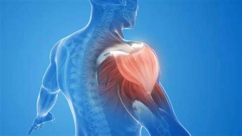 Losing muscle with age? New Indian guidelines warn of a hidden health risk