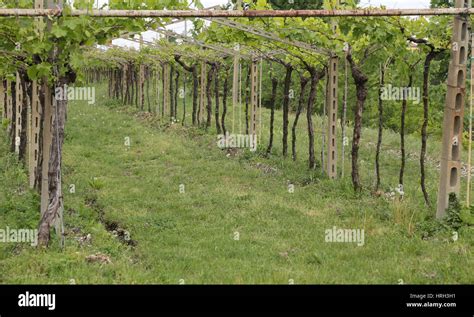 Grapes 的图像结果