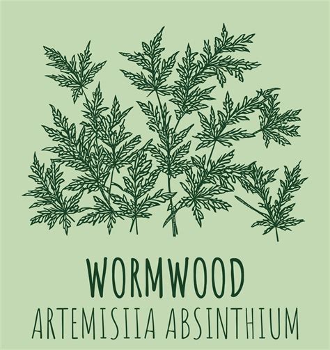 Scientific Name Artemisia Annua