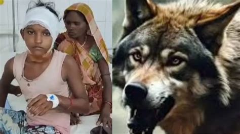 Wolf attack repeats at Uttar Pradesh's Bahraich; 11-year-old girl ...