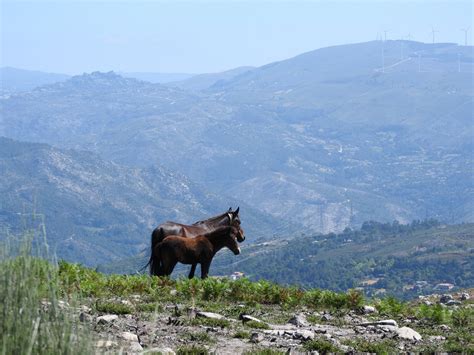 MIMOSA WANDELINGEN (2026) All You Need to Know BEFORE You Go (with ...