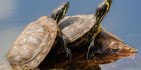 Image result for Turtle Shell Cell