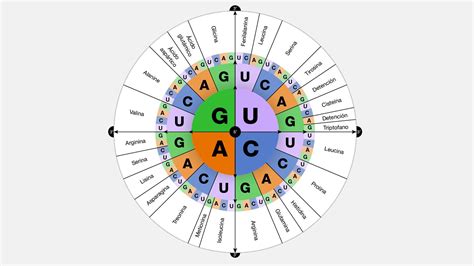 ¿Qué le pasaría a la proteína si el primer triplete de ADN fuera TAG en vez de TAC? - Brainly.lat
