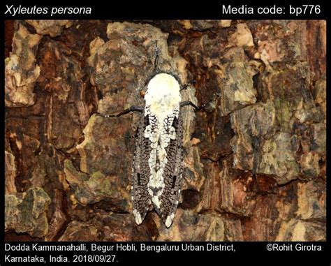 Xyleutes persona (Le Guillou, 1841) - | Moths
