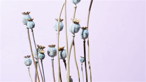 Download wallpaper 2560x1440 poppy, dry, plants widescreen 16:9 hd ...