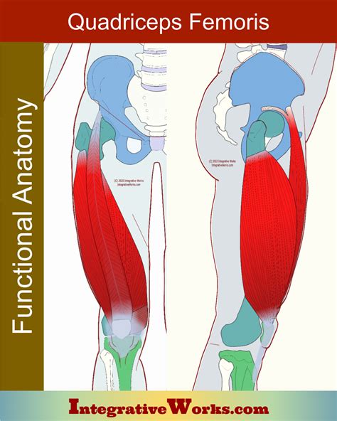 Quadriceps Definition Anatomy at Roosevelt Nelson blog