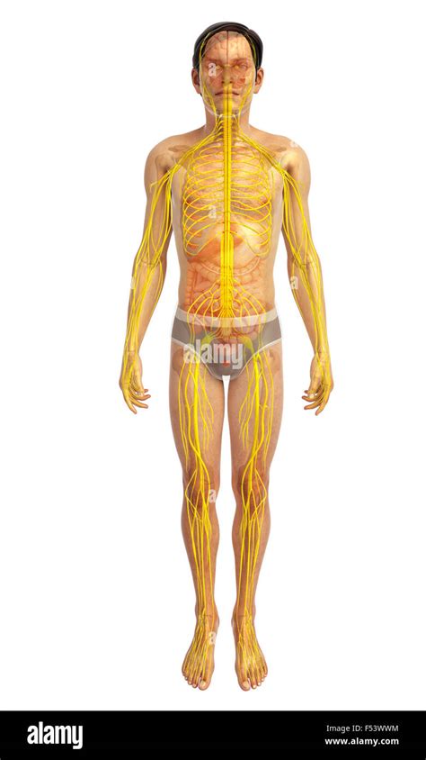 HTML CSS JavaScript Human Body 的图像结果