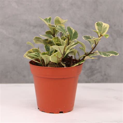 Image result for Ficus Triangularis Variegata Humidity