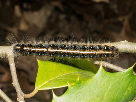 About Eastern Tent Caterpillar Moth - Maryland Biodiversity Project