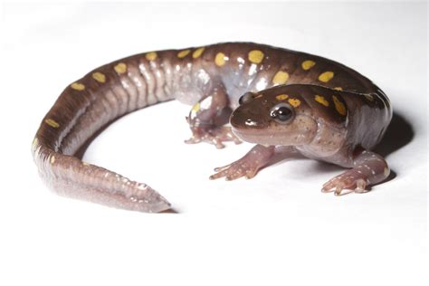 Amphibian and Reptile Education Resources | PARC