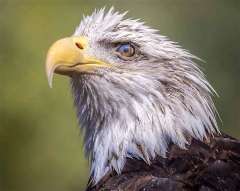 Bald Eagle - Phoenix Zoo