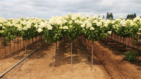 Image result for Lollipop Hydrangea Tree