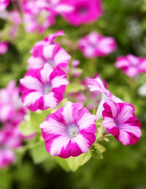 Names Of Flowering Plants Full Sun 26 Flowering Shrubs For Full Sun