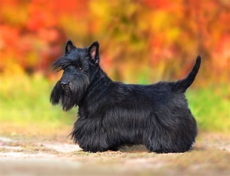 Scottish Terrier: Small but Confident