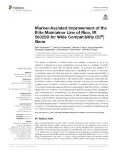 Marker-Assisted Improvement of the Elite Maintainer Line of Rice, IR ...