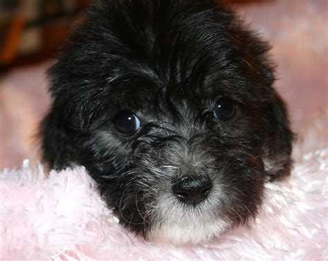 Black Maltipoo: A Charming and Playful Companion
