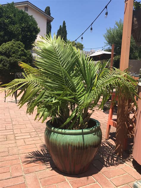 Outdoor Palm Tree In Pot at Shirley Poe blog