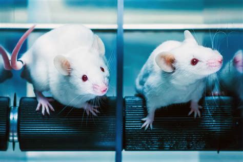 Mouse Model in Lab 的图像结果