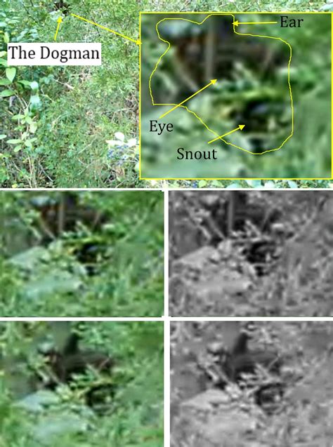 Dogman Encounters Dark Waters 的图像结果