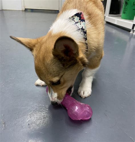 Dog Daycare Add-on - Fun City Dogs