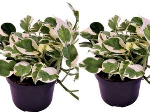 Click to purchase White Money Plant Price in India - Buy Click to ...