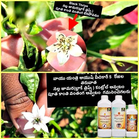 YK Laboratories Vaayu Yantra Aayush For Controlling Black Thrips & Oth ...