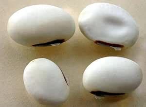 BST-Rarest Canavalia Ensiformis White Sword Beans Jack Bean Or Valavara ...
