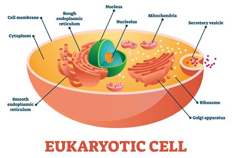 Eukaryotic Cell Structure Quiz