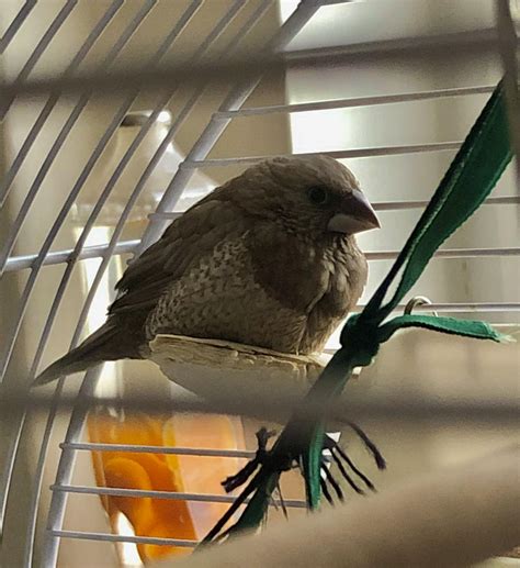 Image result for Borb Python Library Python