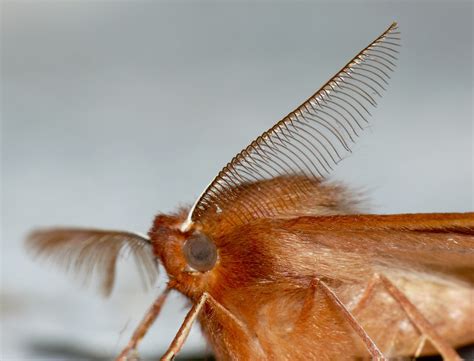 Doug Mackenzie Dodds - Images | The wonderful world of moth antennae