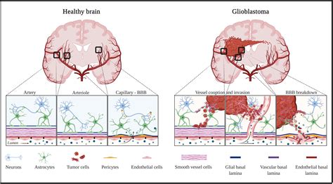 Frontiers | The Normal and Brain Tumor Vasculature: Morphological and Functional Characteristics ...