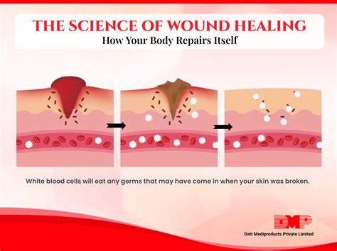 Wound Healing Guide: How Your Body Repairs Skin Damage