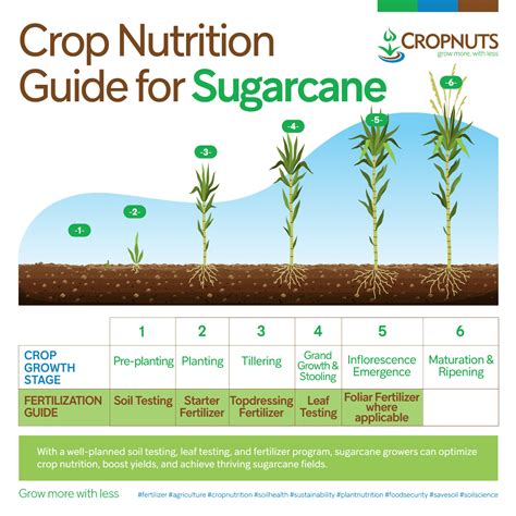 Crop Nutrition Guide For Sugarcane - Cropnuts
