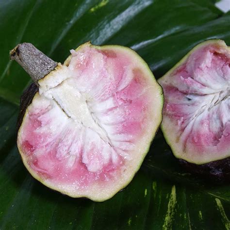 Red Custard Apple