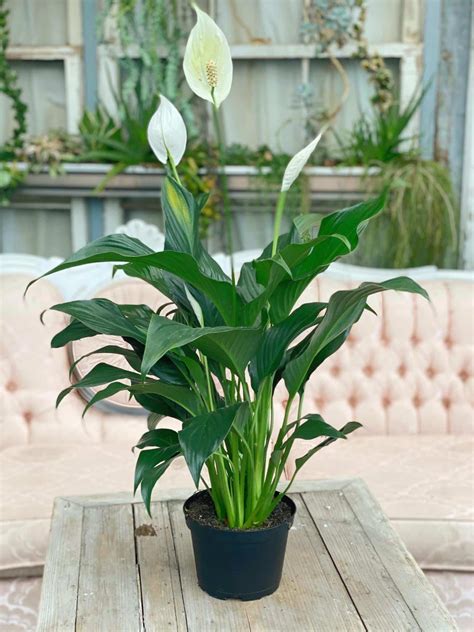 Peace Lily | The Watering Can Flower Market