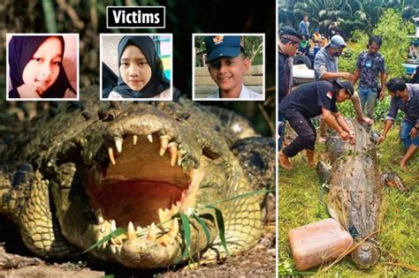 Crocodile Attacks Humans 的图像结果