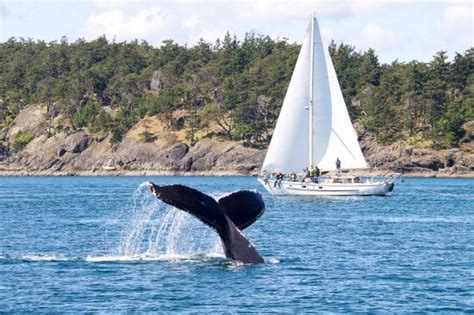 Amazing - Reviews, Photos - All Aboard Sailing - Tripadvisor
