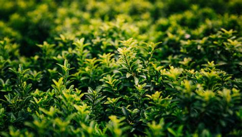 Discover the Best Slimming Tea for Effective Weight Loss – Baton Tea