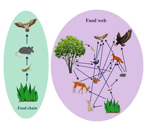 Food Chain vs Food Web: Key Differences Explained