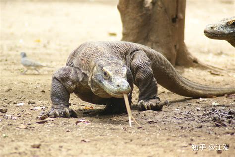 泰国巨蜥,萨氏巨蜥,泰加巨蜥_大山谷图库