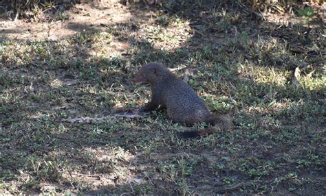 Python Eat Goose 的图像结果