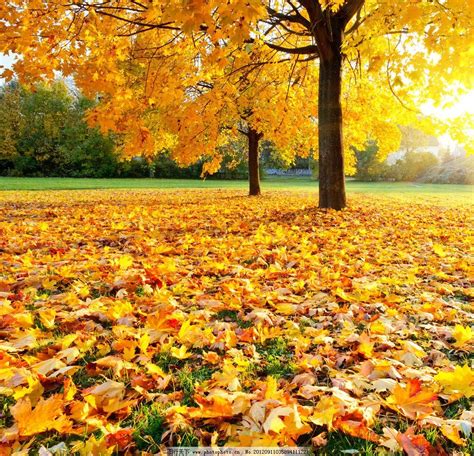 林中金色秋天落叶唯美风景桌面壁纸-壁纸图片大全