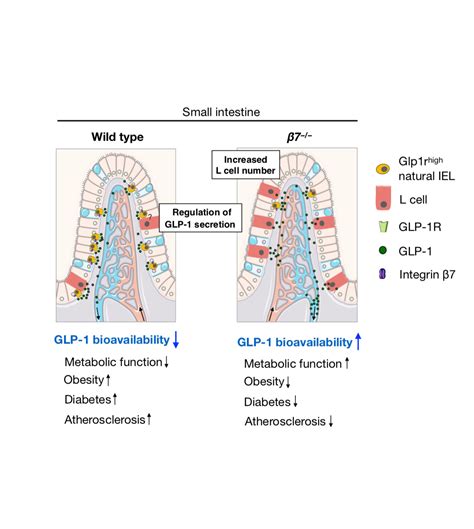 Some gut cells slow down metabolism, accelerate cardiovascular disease | NHLBI, NIH