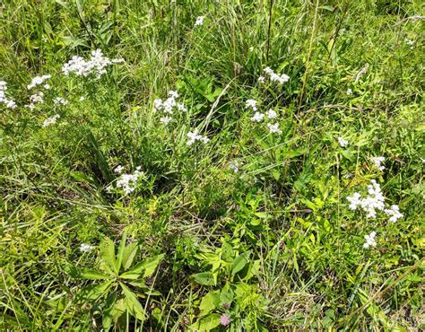 Why You Need Yarrow In Your Home Apothecary The Homesteading Hippy