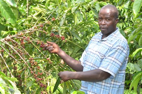 Uganda seeks to bring more smallholder farmers into money economy with new strategy - Alliance ...